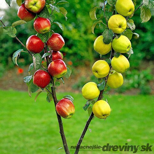 Jabloň ‘Duo-Appel‘ podpník M26, tvar špaliér - stena 180 x 120 cm, v črepníku Malus domestica ‘Duo-Appel‘