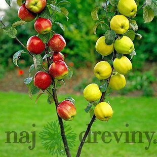 Jabloň ‘Duo-Appel‘ podpník M26, tvar špaliér - stena 180 x 120 cm, v črepníku Malus domestica ‘Duo-Appel‘