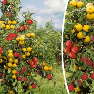 Jabloň ‘Duo-Appel‘, výška 180/200 cm, podpník M26, v črepníku P24 Malus domestica ‘Duo-Appel‘