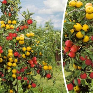 Jabloň ‘Duo-Appel‘, výška 180/200 cm, podpník M26, v črepníku P24 Malus domestica ‘Duo-Appel‘