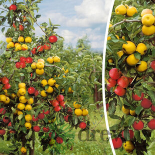 Jabloň Duo, odrody Sander a Opal, voľnokorenná 2-ročná, výška 140/180 cm, podpník M9RN9 Malus domestica Duo