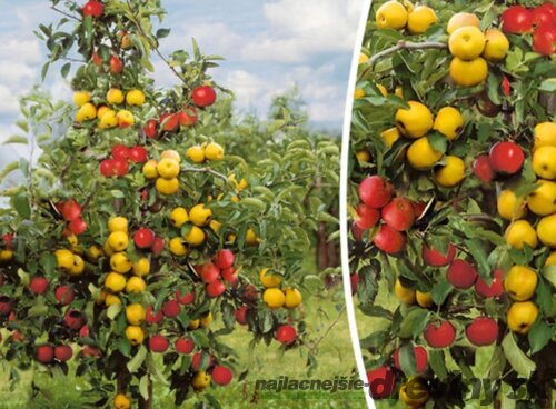 Jabloň Duo - už bohato rodiaca, výška 120/140 cm, podpník M26, v črepníku Malus domestica Duo