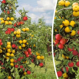 Jabloň Duo - už bohato rodiaca, výška 120/140 cm, podpník M26, v črepníku Malus domestica Duo