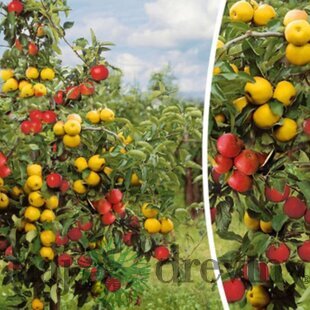 Jabloň Duo - už bohato rodiaca, výška 120/140 cm, podpník M26, v črepníku Malus domestica Duo