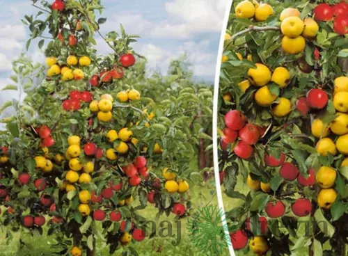 Jabloň Duo - už bohato rodiaca, výška 120/140 cm, podpník M26, v črepníku Malus domestica Duo