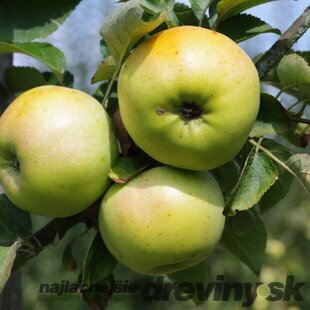 Jabloň Elstar, výška 100/150 cm, v črepníku, podpník M26 Malus domestica Elstar
