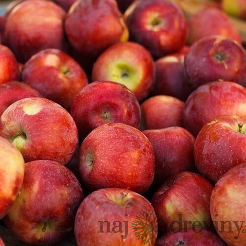 Jabloň Empire, voľnokorenná 2-ročná Malus domestica Empire