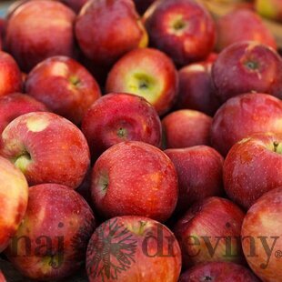Jabloň Empire, voľnokorenná 2-ročná Malus domestica Empire