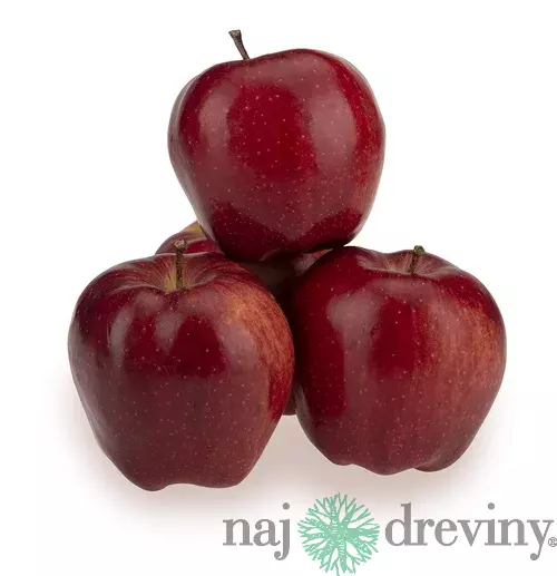 Jabloň FUJI® 170/200 cm, už rodiaca v črepníku 10L Malus domestica