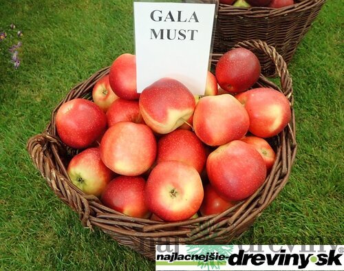 Jabloň Gala Must, voľnokorenná 1-ročná Malus domestica Gala Must