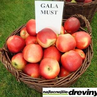 Jabloň Gala Must, voľnokorenná 1-ročná Malus domestica Gala Must