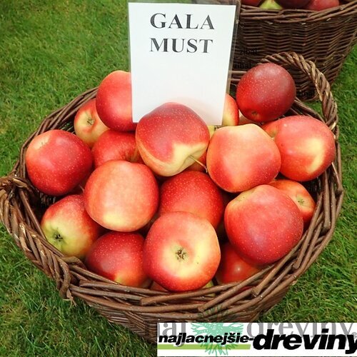 Jabloň Gala Must, voľnokorenná 1-ročná Malus domestica Gala Must