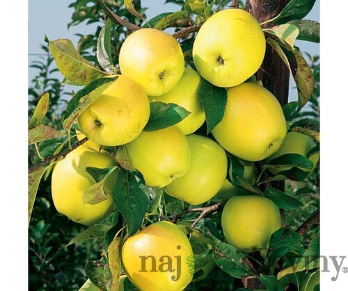 Jabloň Golden Delicious 140/160 cm, v črepníku, podpník M26 Malus Domestica Golden Delicous
