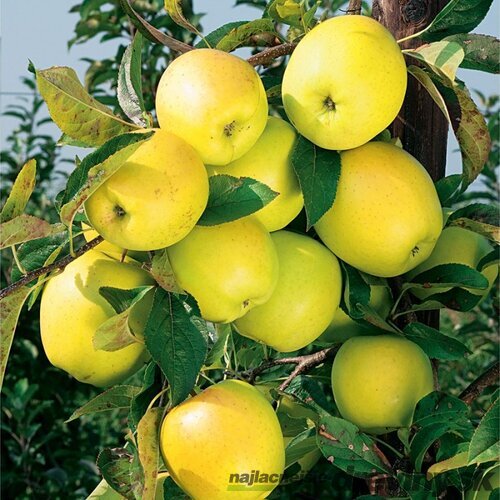Jabloň Golden Delicious 140/160 cm, v črepníku, podpník M26 Malus Domestica Golden Delicous