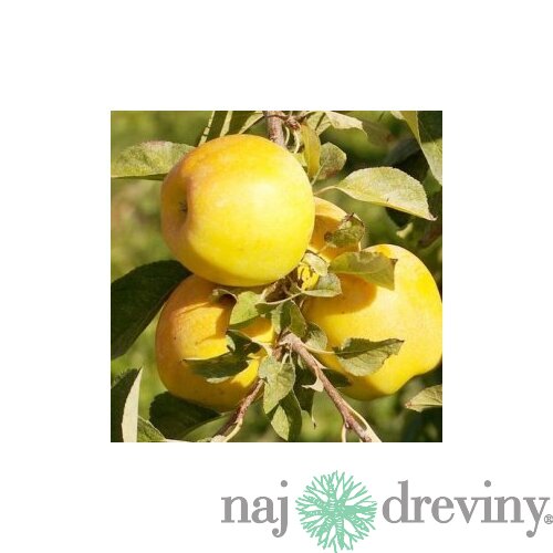 Jabloň Golden Delicious Reinders, výška 140/160 cm, v črepníku 5l Malus Domestica Golden Delicous Reinders