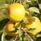 Jabloň Golden Delicious Reinders, výška 140/160 cm, v črepníku 5l Malus Domestica Golden Delicous Reinders