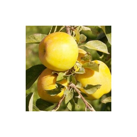 Jabloň Golden Delicious Reinders, výška 140/160 cm, v črepníku 5l Malus Domestica Golden Delicous Reinders