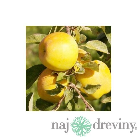 Jabloň Golden Delicious Reinders, výška 140/160 cm, v črepníku 5l Malus Domestica Golden Delicous Reinders