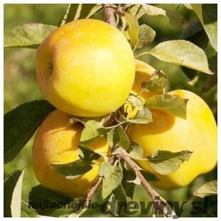 Jabloň Golden Delicious Reinders, výška 140/160 cm, v črepníku 5l Malus Domestica Golden Delicous Reinders