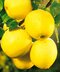Jabloň Golden delicious výška 200/250 cm obvod 8/10 cm, už rodiaca v črepníku, podpník M26 Malus Domestica Golden delicious