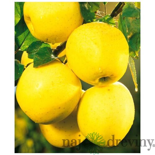 Jabloň Golden delicious výška 200/250 cm obvod 8/10 cm, už rodiaca v črepníku, podpník M26 Malus Domestica Golden delicious