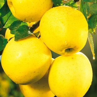 Jabloň Golden delicious výška 200/250 cm obvod 8/10 cm, už rodiaca v črepníku, podpník M26 Malus Domestica Golden delicious