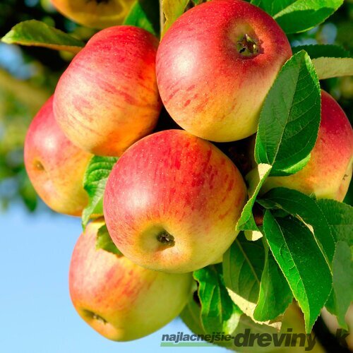 Jabloň Jonagold, 2 ročná, podpník M9RN9, výška 140/180 cm, v črepníku 5l Malus domestica Jonagold