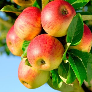 Jabloň Jonagold, 2 ročná, podpník M9RN9, výška 140/180 cm, v črepníku 5l Malus domestica Jonagold