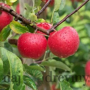 Jabloň Kanzi, výška 140/160 cm, v črepníku 5l Malus domestica ‘Kanzi‘
