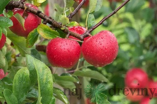 Jabloň Kanzi, výška 140/160 cm, v črepníku 5l Malus domestica ‘Kanzi‘