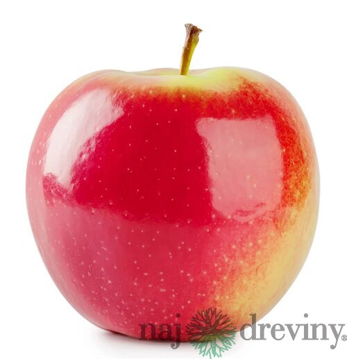 Jabloň Kanzi, výška 140/160 cm, v črepníku 5l Malus domestica ‘Kanzi‘