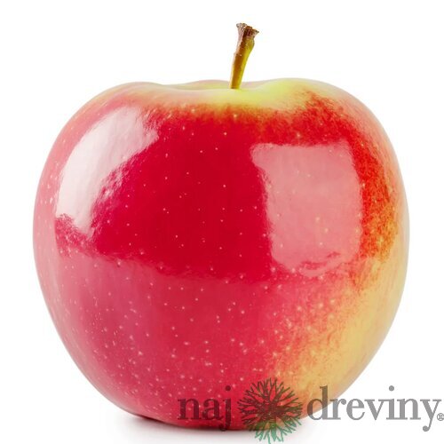 Jabloň Kanzi, výška 140/160 cm, v črepníku 5l Malus domestica ‘Kanzi‘