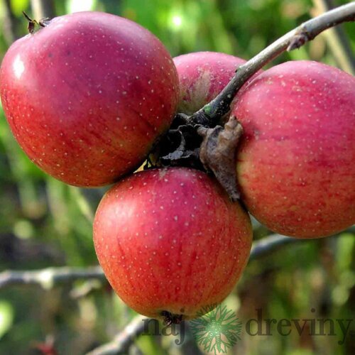 Jabloň Katja, voľnokorenná 1-ročná, výška 140/180 cm, podpník M26 Malus domestica Katja