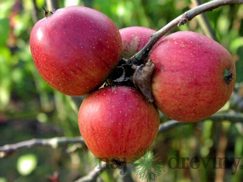 Jabloň Katja, voľnokorenná 1-ročná, výška 140/180 cm, podpník M26 Malus domestica Katja