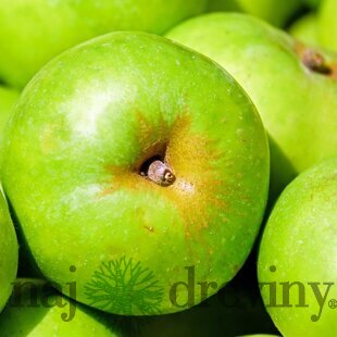 Jablon Kosztela, výška 140/160 cm, v črepníku 5l Malus domestica Kosztela