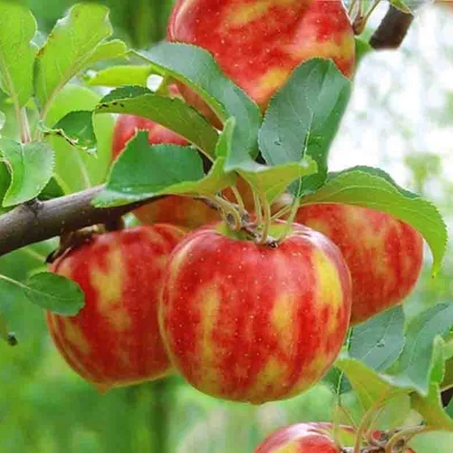 Jabloň Krasave, 2-ročná, výška 140/180 cm, voľnokorenná, podpník M9RN29 Malus domestica Krasave