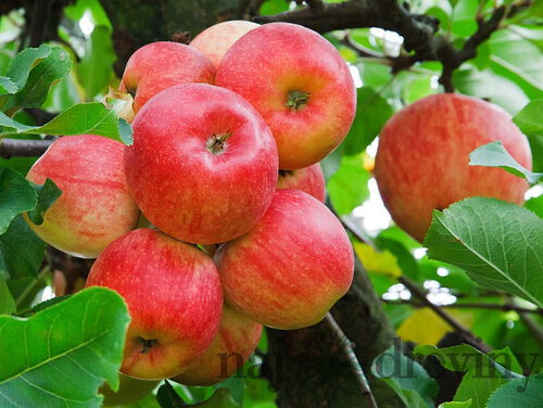 Jabloň Lipno, voľnokorenná 2-ročná, výška 140/180 cm, podpník M26 Malus domestica Lipno
