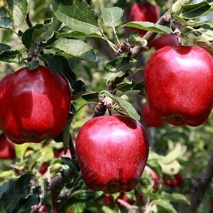 Jabloň Malinová Oberlandzka, výška 100/150 cm, v črepníku, podpník M26 Malus domestica Malinowa Oberlandzka