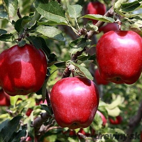 Jabloň Malinová Oberlandzka, výška 100/150 cm, v črepníku, podpník M26 Malus domestica Malinowa Oberlandzka