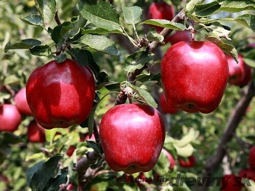 Jabloň Malinová Oberlandzka, výška 100/150 cm, v črepníku, podpník M26 Malus domestica Malinowa Oberlandzka