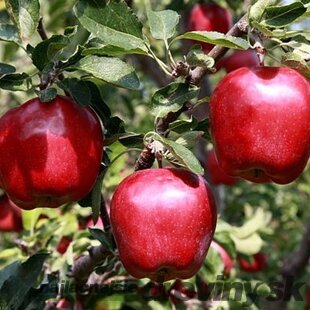 Jabloň Malinová Oberlandzka, výška 100/150 cm, v črepníku, podpník M26 Malus domestica Malinowa Oberlandzka