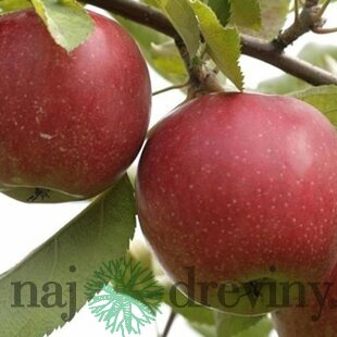 Jabloň Novamac 100/150 cm, voľnokorenná Malus Domestica Novamac
