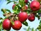Jabloň Novamac, voľnokorenná 2-ročná, podpník M26 , výška 140/180 cm Malus domestica Novamac