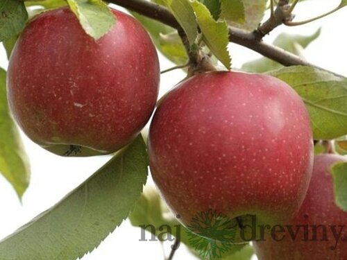 Jabloň Novamac, výška 100/150 cm, podpník M26, v črepníku Malus domestica Novamac