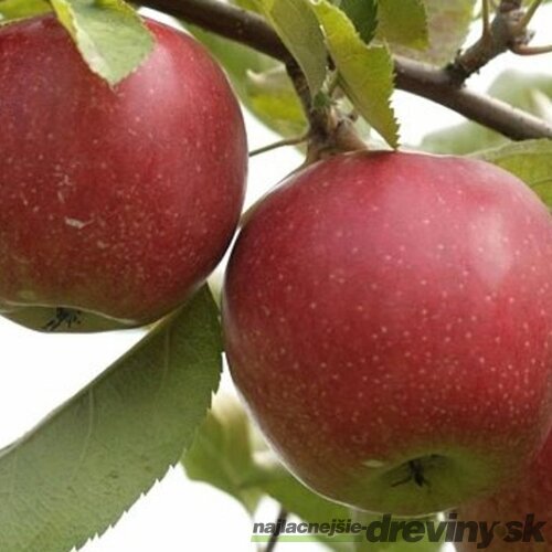 Jabloň Novamac, výška 100/150 cm, podpník M26, v črepníku Malus domestica Novamac