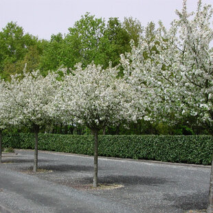 Jabloň okrasná Golden Hornet, výška 140/180 cm, 2-ročná, podpník M26, v črepníku Malus x Purpurea Golden Hornet