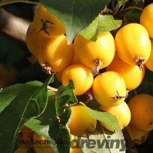 Jabloň okrasná Golden Hornet, výška 140/180 cm, 2-ročná, podpník M26, v črepníku Malus x Purpurea Golden Hornet