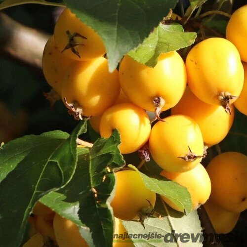 Jabloň okrasná Golden Hornet, výška 140/180 cm, 2-ročná, podpník M26, v črepníku Malus x Purpurea Golden Hornet