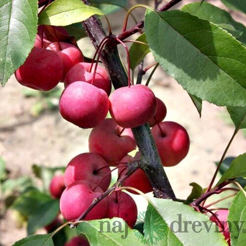 Jabloň okrasná Ola, výška 140/180 cm, 2-ročná, podpník M26, voľnokorenná Malus x Purpurea Ola