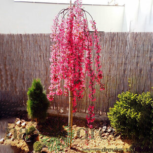 Jabloň okrasná Royal Beauty na kmienku, obvod kmienku 6/8 cm, výška 180/200 cm, v črepníku Malus Royal Beauty